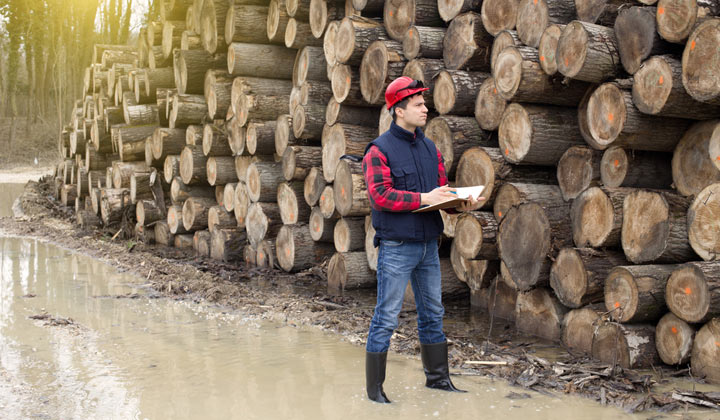 inspector examining fresh wood logs